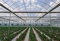 เรือนกระจกหลายช่วงแบบฟิล์มสองชั้นที่ทนทานพร้อมการแรเงาภายนอกเพื่อการเพาะพันธุ์เมล็ดพันธุ์ทางการเกษตร / ผัก / ดอกไม้ / ผลไม้