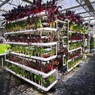 เรือนกระจกแก้วไฮโดรโปนิกส์