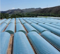 เรือนกระจกฟิล์มพลาสติกเพื่อการเกษตรด้วยระบบอัตโนมัติเต็มรูปแบบพร้อมเซ็นเซอร์ควบคุมสิ่งแวดล้อม